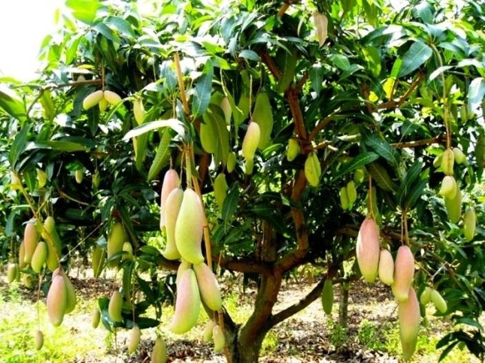 thailand mango 1 vamsha nature care original imaf62hmceyzz2hz