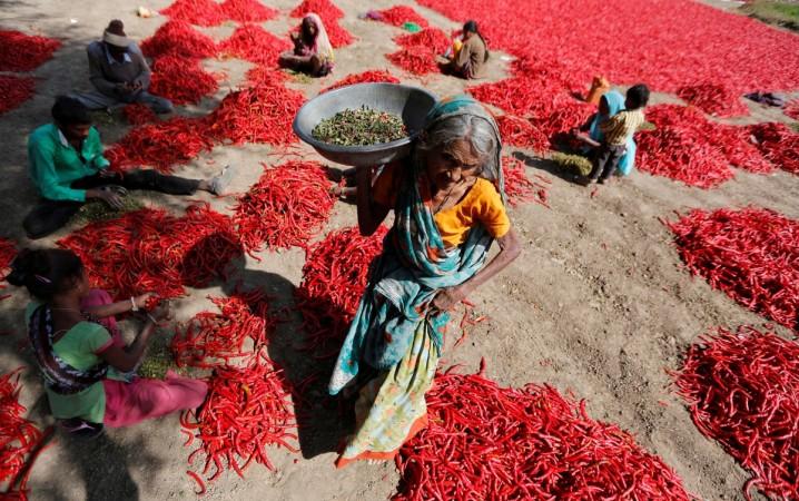 indian farmer red chillies chilli farming indian chillies farm loan waiver govt waives farm