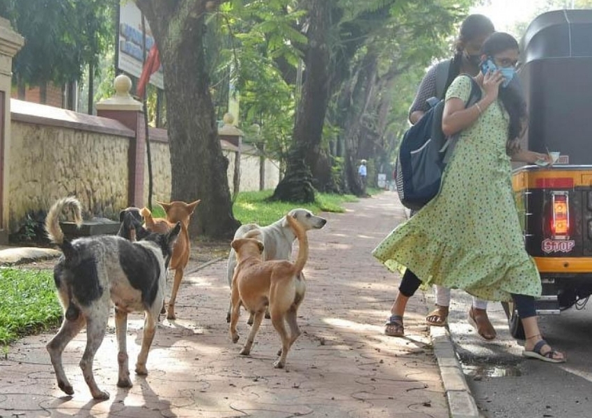 ‍‍Growing Concern Over 'Stray Dogs Menace' In Hyderabad | #KhabarLive |  Breaking News, Analysis, Insights